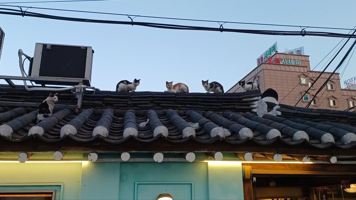 익선동에서 지붕에 주렁주렁 열린 고양이들을 발견한 엄마 🥹