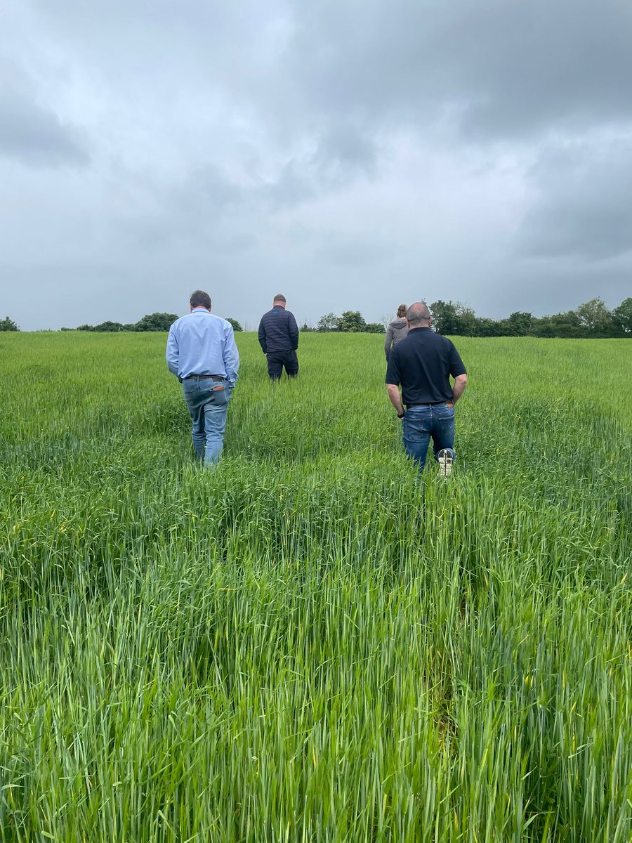 WaterfordWhisky's tweet photo. The barley brigade with new organic grower Sinead. 

Barley only went down in May so it’s the shortest we’ve seen. https://t.co/z3FBRcI3sv
