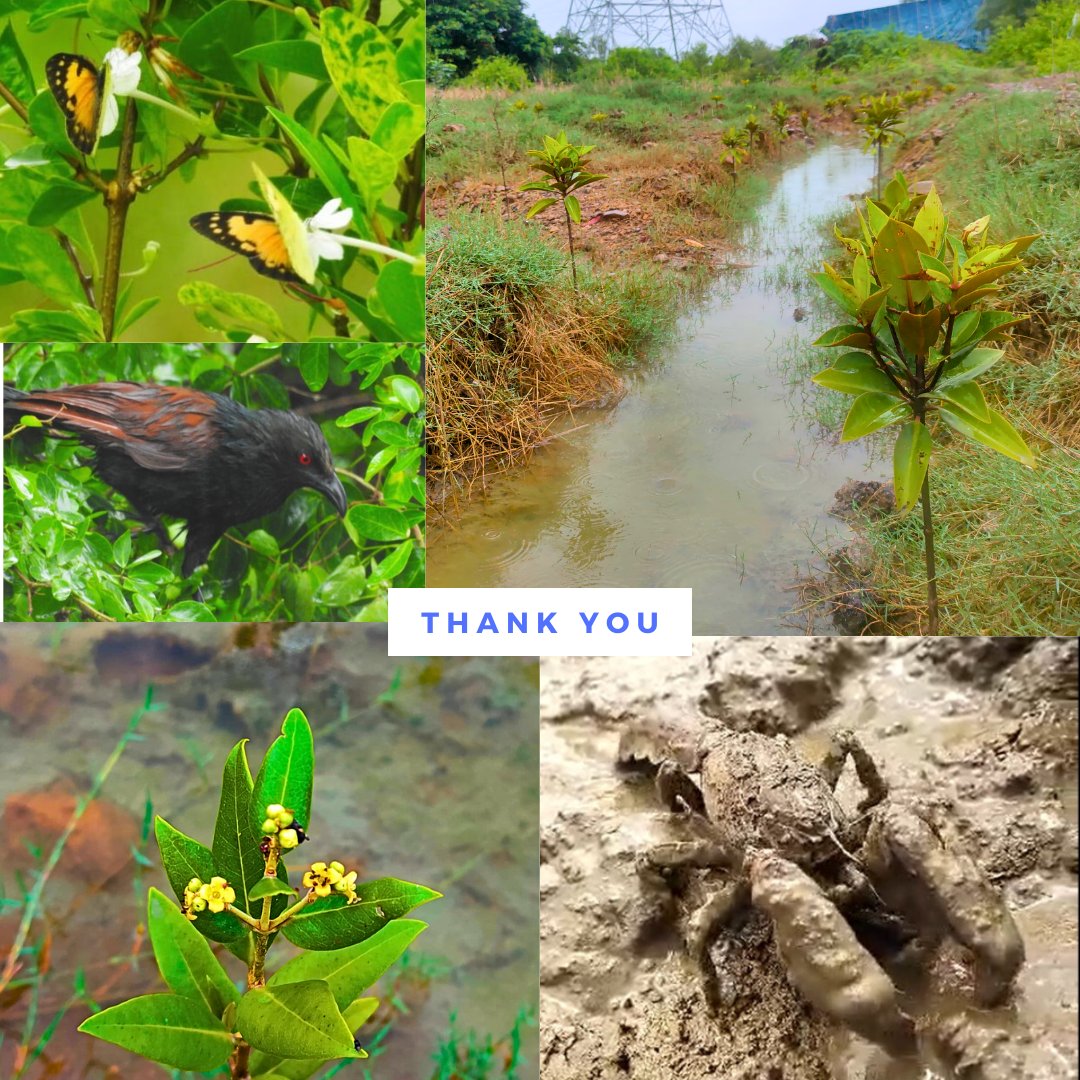 Greenyatra's tweet photo. #FollowUp #BeforeAfter
#BlueYatra: A #GreenYatra initiative focused on Restoration and Conservation of the Coastal ecosystem through #Mangrove plantation and awareness.
#GreenYatra is known for innovative and quality work in the field of environment protection and conservation. We’re restoring a degraded urban coastal land parcel in #Mumbai at @IN_Hamla under our #BlueYatra initiative, focused on the restoration and conservation of coastal ecosystems through mangrove plantation and awareness.
Picture 1: The #FISHBONE Channel is a great usage of Biomimicry to restore & rejuvenate degraded mangrove forests by supplying them life-giving water.
Pictures 2 & 3: Construction debris on the site.
We are happy that the fruits of our labor are blooming, and the area is now home to several threatened fish species and crustaceans, apart from the innumerable insects and birds it hosts. 🌿🐟🦀
🌍 Did You Know? India has the fourth largest mangrove area globally, with a coastline of about 6,749 km², hosting 4,011 species, including 3000+ fish species. Mangroves sequester up to 1.02 billion metric tons of CO2 annually. However, India has lost 40% of its mangrove area in the last century, mostly in recent decades.
💧 Importance of Mangroves: They protect against natural catastrophes like storms and floods, support biodiversity, act as effective carbon sinks, and contribute to the blue economy. Mangroves also provide livelihoods for coastal communities, prevent coastal erosion, and improve water quality by filtering pollutants.
🚫 Causes of Degradation: Urban development, land reclamation, industrialization, aquaculture, pollution, coastal erosion, infrastructure projects, population pressure, and climate change.
🙏 Thank you #INSHamla and EY India for all the support.
#MangroveRestoration #GreenYatra #CoastalConservation #Sustainability #EnvironmentalProtection #BlueEconomy #ClimateAction #Biodiversity #UrbanGreening #SaveMangroves #EcoFriendly #NatureLovers 🌳✨