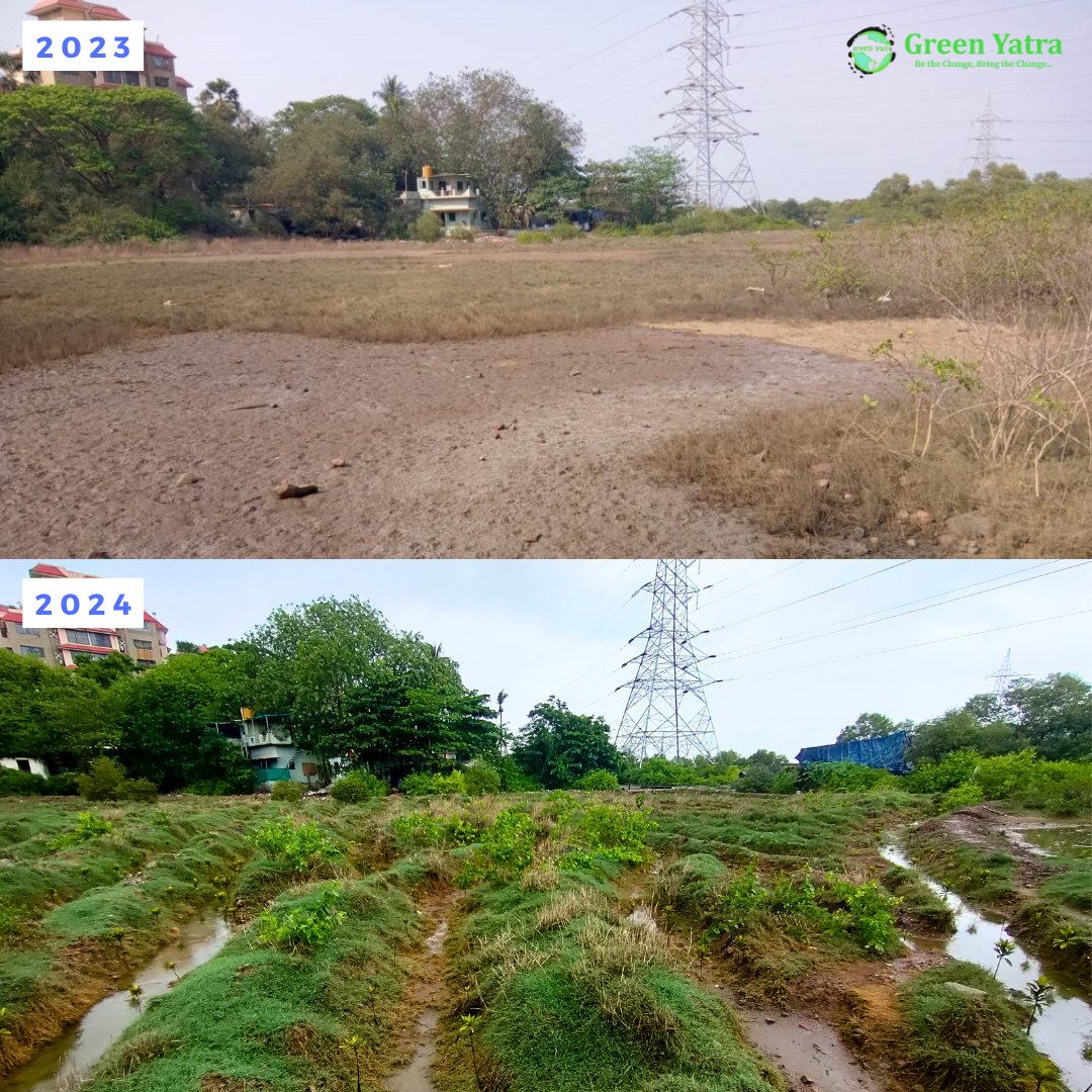 Greenyatra's tweet photo. #FollowUp #BeforeAfter
#BlueYatra: A #GreenYatra initiative focused on Restoration and Conservation of the Coastal ecosystem through #Mangrove plantation and awareness.
#GreenYatra is known for innovative and quality work in the field of environment protection and conservation. We’re restoring a degraded urban coastal land parcel in #Mumbai at @IN_Hamla under our #BlueYatra initiative, focused on the restoration and conservation of coastal ecosystems through mangrove plantation and awareness.
Picture 1: The #FISHBONE Channel is a great usage of Biomimicry to restore & rejuvenate degraded mangrove forests by supplying them life-giving water.
Pictures 2 & 3: Construction debris on the site.
We are happy that the fruits of our labor are blooming, and the area is now home to several threatened fish species and crustaceans, apart from the innumerable insects and birds it hosts. 🌿🐟🦀
🌍 Did You Know? India has the fourth largest mangrove area globally, with a coastline of about 6,749 km², hosting 4,011 species, including 3000+ fish species. Mangroves sequester up to 1.02 billion metric tons of CO2 annually. However, India has lost 40% of its mangrove area in the last century, mostly in recent decades.
💧 Importance of Mangroves: They protect against natural catastrophes like storms and floods, support biodiversity, act as effective carbon sinks, and contribute to the blue economy. Mangroves also provide livelihoods for coastal communities, prevent coastal erosion, and improve water quality by filtering pollutants.
🚫 Causes of Degradation: Urban development, land reclamation, industrialization, aquaculture, pollution, coastal erosion, infrastructure projects, population pressure, and climate change.
🙏 Thank you #INSHamla and EY India for all the support.
#MangroveRestoration #GreenYatra #CoastalConservation #Sustainability #EnvironmentalProtection #BlueEconomy #ClimateAction #Biodiversity #UrbanGreening #SaveMangroves #EcoFriendly #NatureLovers 🌳✨