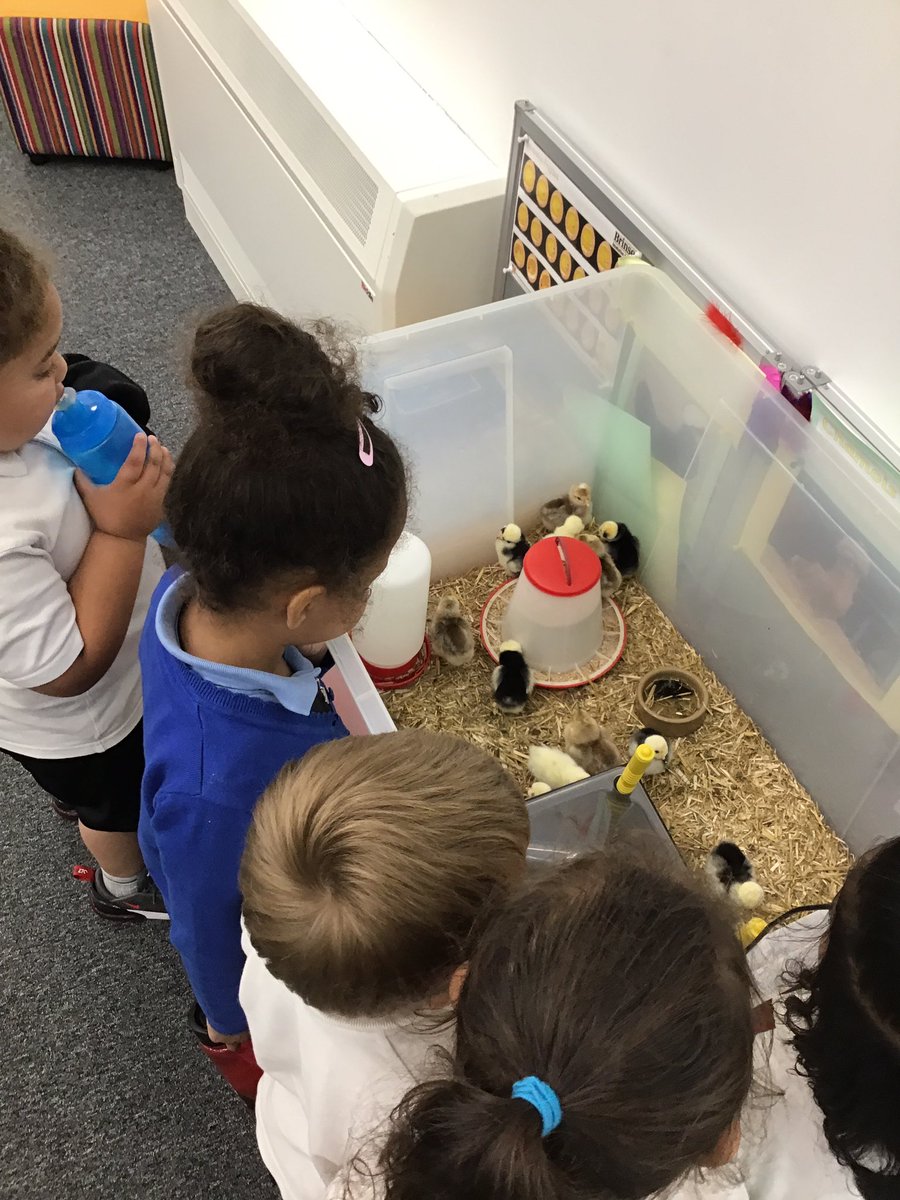 Fosse_TMET's tweet photo. F1 were really excited to see how are chicks have grown. 🐣 #fmeyfs #fmf1 #fmutw https://t.co/EFj1CPJIhX