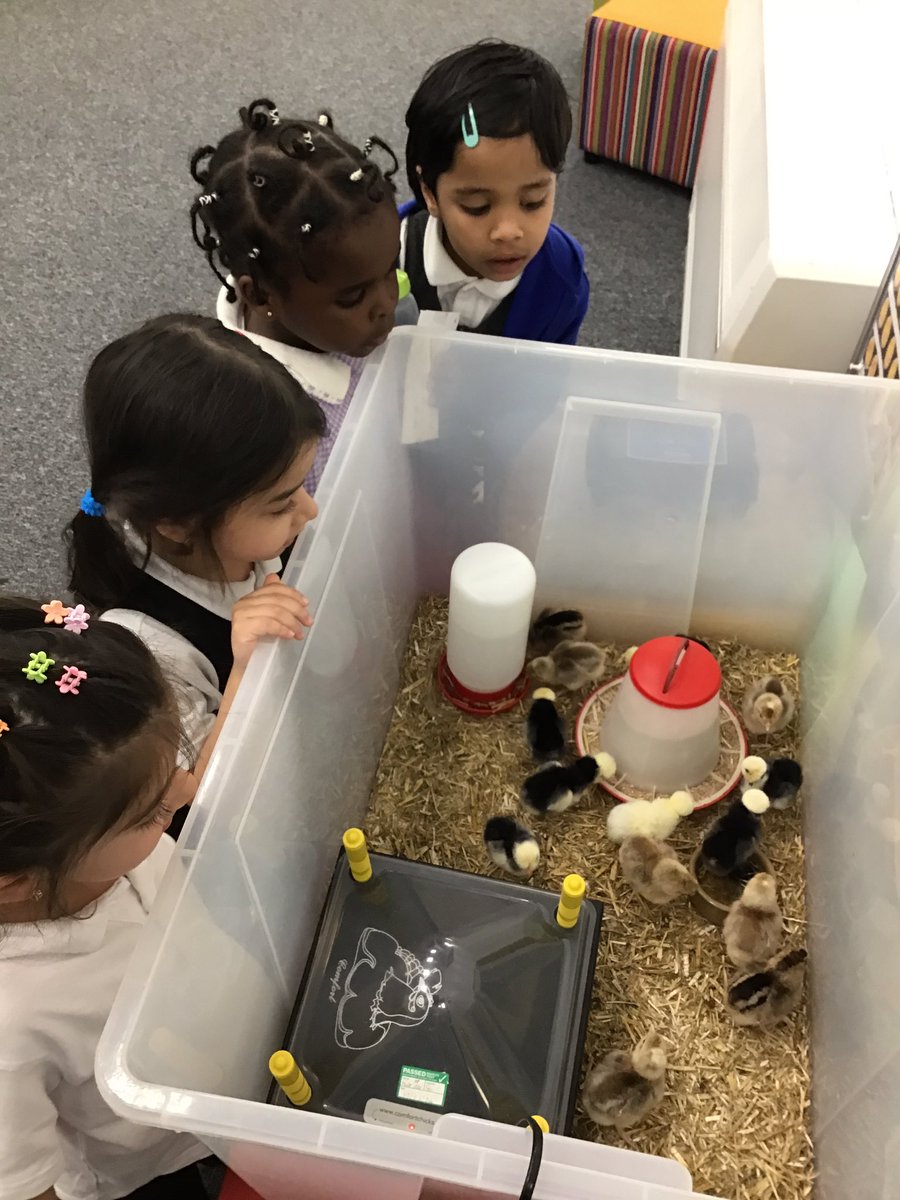 Fosse_TMET's tweet photo. F1 were really excited to see how are chicks have grown. 🐣 #fmeyfs #fmf1 #fmutw https://t.co/EFj1CPJIhX