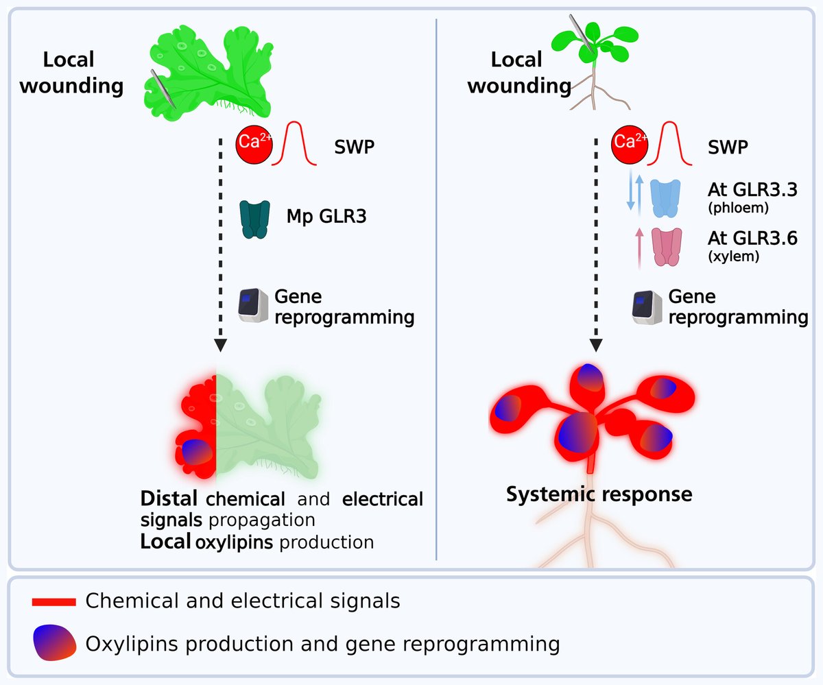 How a liverwort reacts to wounding: tracing the evolution of defence responses in the nonvascular plant Marchantia polymorpha
📖 ow.ly/g4If50Sp5qz

#Commentary by <a href="/cla_beraldo/">Claudia Beraldo</a> and <a href="/ale_alboresi/">Alessandro Alboresi</a> highlighting the recent work by Sanmartín et al.
📖 ow.ly/Mbk250Sp5qA