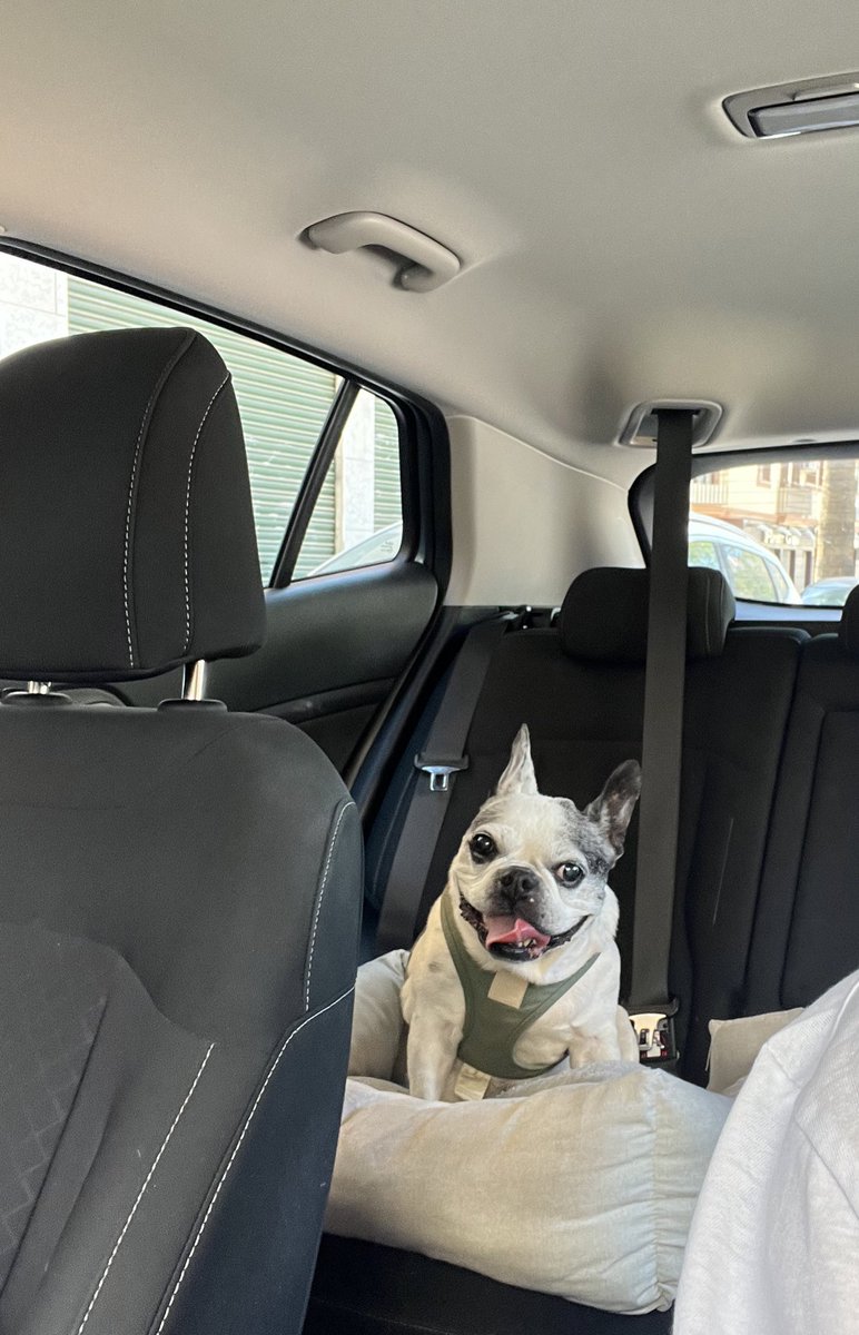 meriPortell's tweet photo. Mi guapa de viajecito en coche🌸 https://t.co/38dRazbJ1g