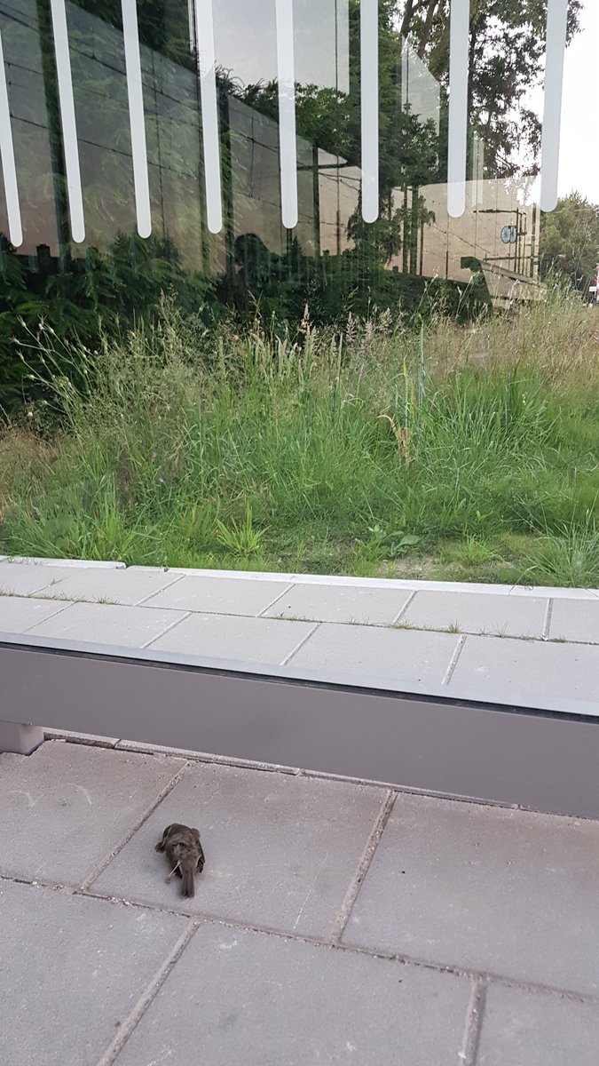 Beste <a href="/NS_online/">NS online</a>. Ze zijn mooi, de nieuwe wachtruimtes <a href="/rheden/">rheden natti</a>. Maar dit vogeltje vloog zich helaas te pletter tegen de doorzichtige wand. Oplossing?  <a href="/vogelnieuws/">Vogelbescherming NL</a>
