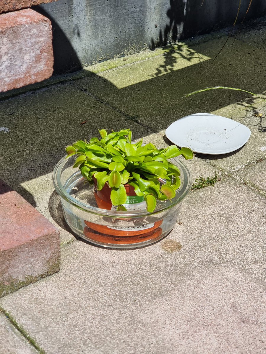 llazzaro's tweet photo. tengo una planta carnivora que la cuido como a un perrito, la saco todos los dias. me tiene preocupado que no come hace unos dias https://t.co/rjHjLSm92S