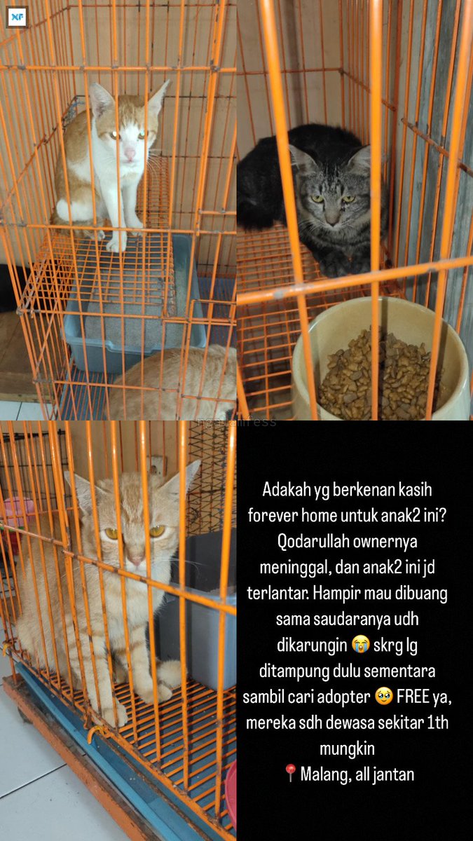Ada yg berkenan adopt kah? Abis ditinggal meninggal ownernya 🥹 barangkali ada temen jg yg pengen adopt anabul boleh bgt kasih forever home buat mereka 🫶🏻 mereka manja kok ga galak, cuma lg berkabung aja 🥹 pls help ya rek oyi