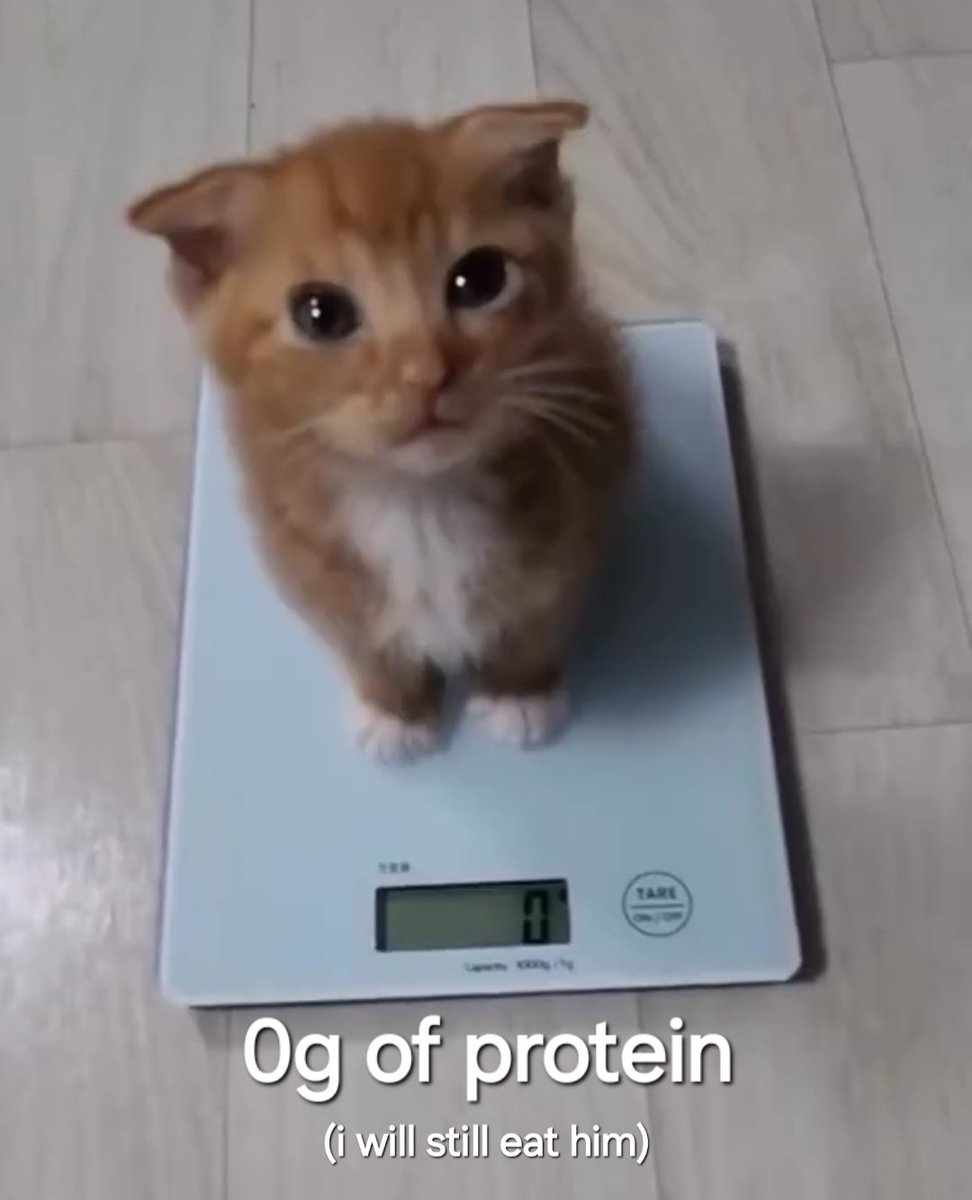 CATBRAINCELL's tweet photo. Junk food https://t.co/UeqbMSrV69