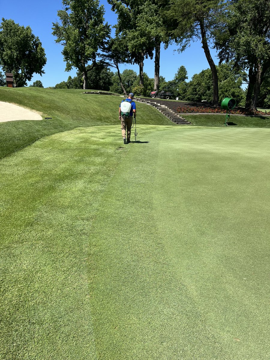 ECCSuper77's tweet image. We have begun trying to keep bermuda out of our new greens. @BASF Pylex going out on a couple to see the results. The bermuda should turn white soon hopefully leaving the bent untouched. Tough weed and process but hopefully we can at least reduce the growth rate of the bermuda.