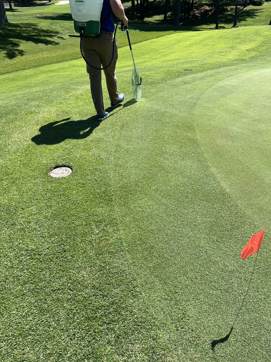 ECCSuper77's tweet image. We have begun trying to keep bermuda out of our new greens. @BASF Pylex going out on a couple to see the results. The bermuda should turn white soon hopefully leaving the bent untouched. Tough weed and process but hopefully we can at least reduce the growth rate of the bermuda.