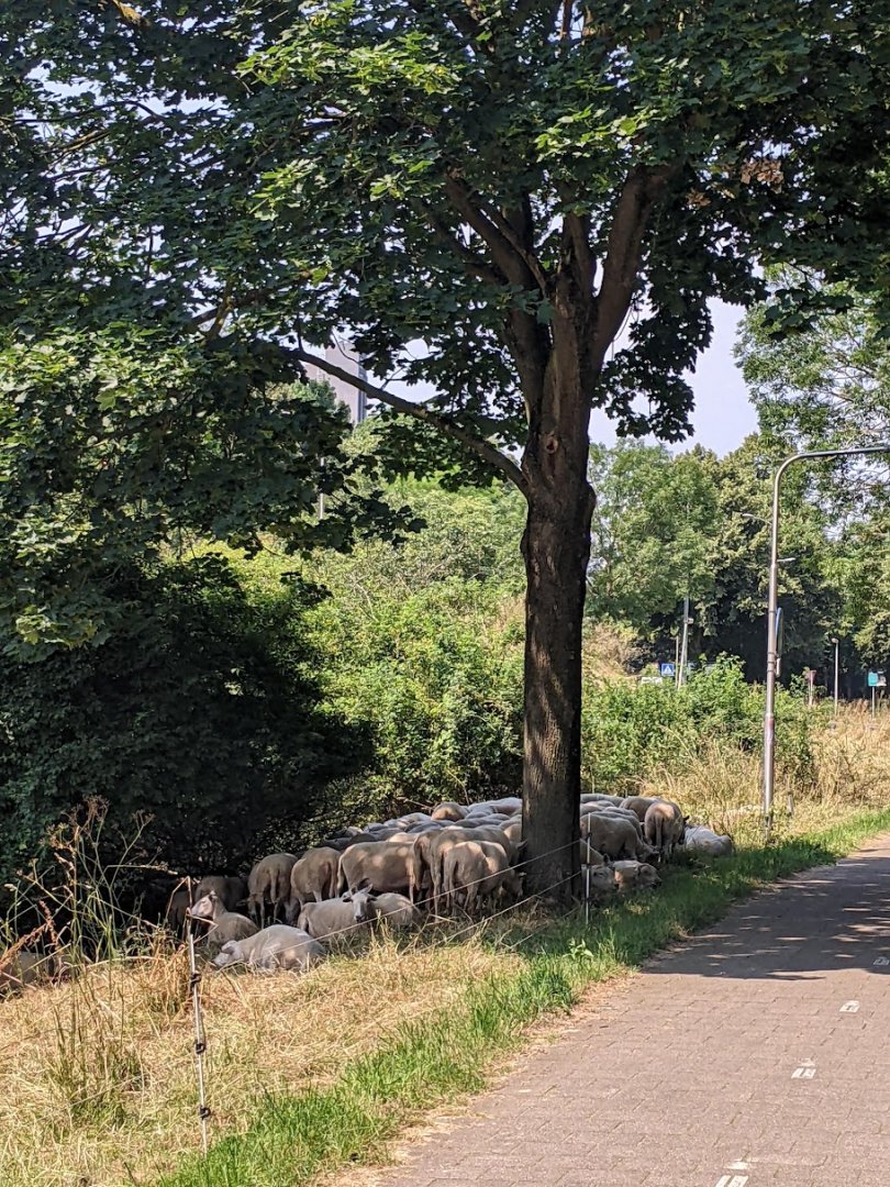 JoGnet's tweet photo. @Sanderturnhout Deze schapen weten 't wel... #hittestress
begin van de middag in Roermond
Gelukkig stond er รฉรฉn boom waar ze gebruik van konden maken.
#bomen #begrazing #schapen https://t.co/py1hf6YGVZ