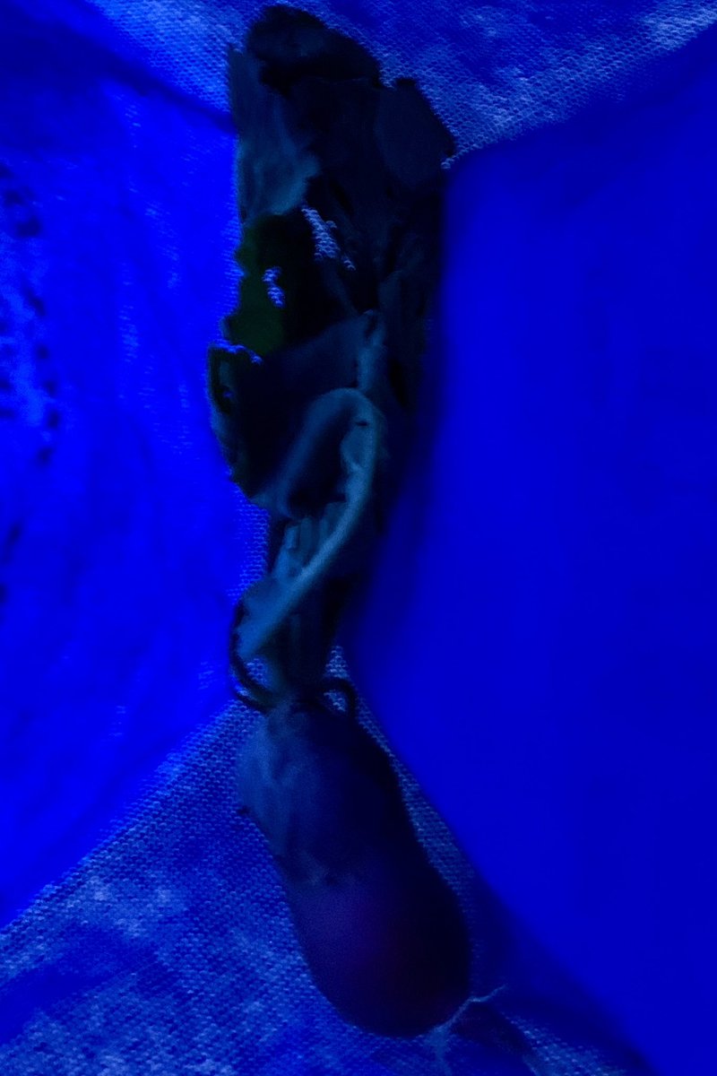 A radish actually grew in a yogurt cup