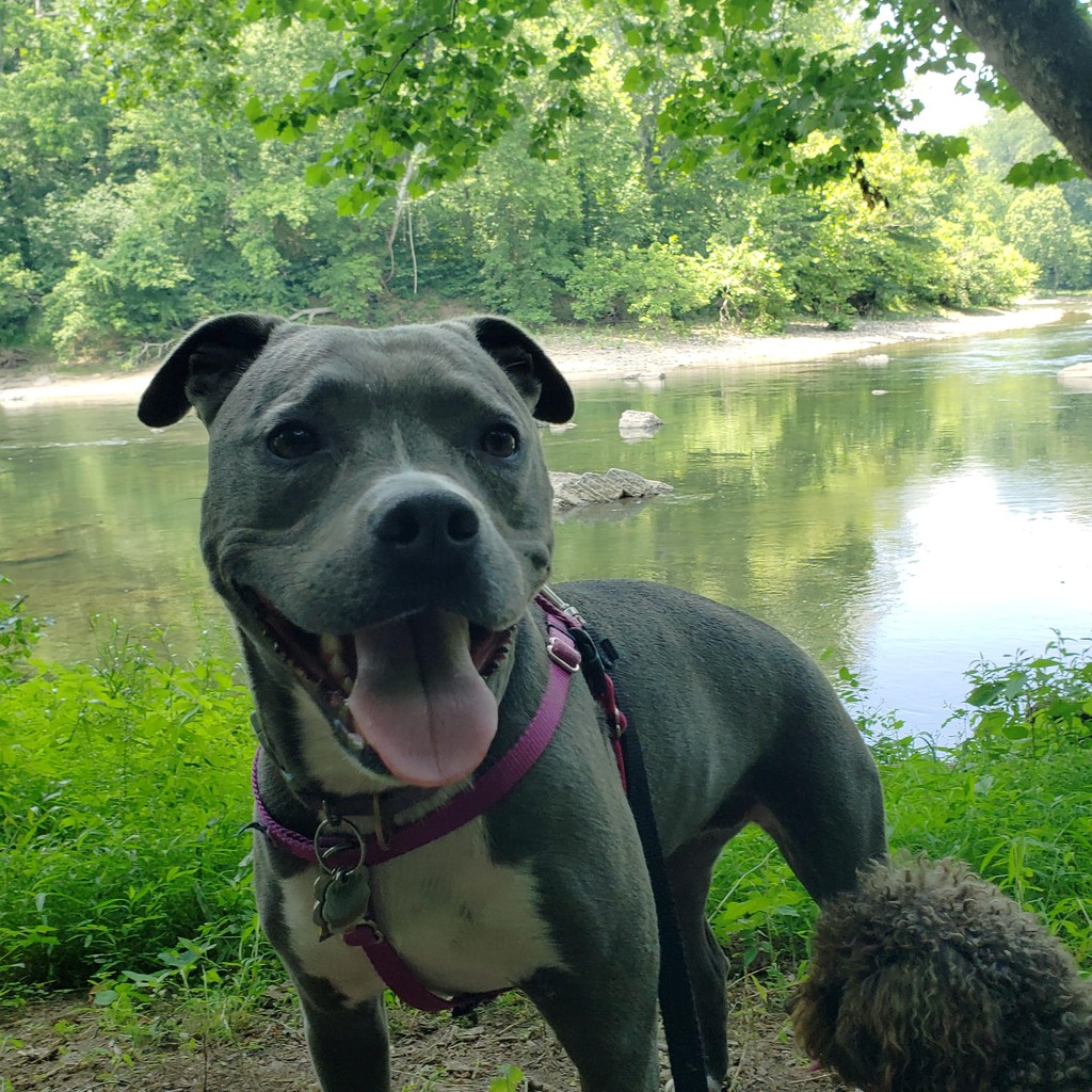 Pant_and_Wag's tweet image. Rmember, running in this heat can be ruff.  Let's walk it out in the shade instead, and save the zoomies for cooler times. 

#PitbullPower #HotDogSummer #pantandwag #dogadventures #dcdogs #dogsofgeorgetown #georgetowndogs #georgetowndc #doghikes #pittbull #pittbullterrier