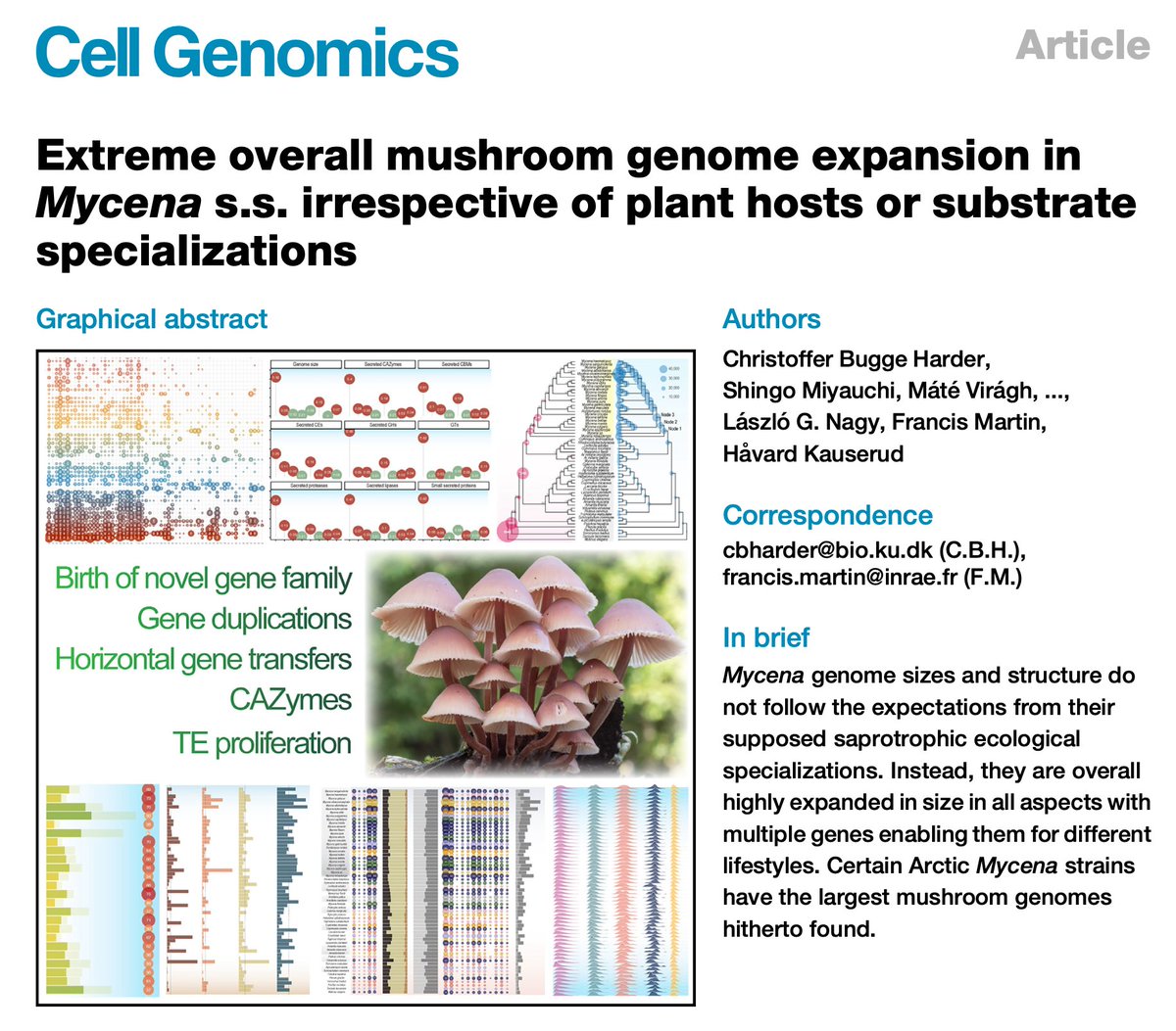 Francis M. Martin (@fmartin1954) on Twitter photo A new episode in our series on the evolution of mushrooms & #JGI #1KFG project has been released today in <a href="/CellGenomics/">Cell Genomics</a> ... Unearthing bonnet mushroom evolution.
A huge collaboration worldwide <a href="/cbharder/">Christoffer Harder</a> <a href="/shingomiyauchi/">Shingo Miyauchi</a> <a href="/Vmate5/">Mate.Viragh</a> <a href="/laszlognagy/">Laszlo G. Nagy</a> @DrHyfe
<a href="/INRAE_France/">INRAE</a> <a href="/UMR_IAM/">UMR IAM @umr-iam.bsky.social</a> A new episode in our series on the evolution of mushrooms & #JGI #1KFG project has been released today in <a href="/CellGenomics/">Cell Genomics</a> ... Unearthing bonnet mushroom evolution.
A huge collaboration worldwide <a href="/cbharder/">Christoffer Harder</a> <a href="/shingomiyauchi/">Shingo Miyauchi</a> <a href="/Vmate5/">Mate.Viragh</a> <a href="/laszlognagy/">Laszlo G. Nagy</a> @DrHyfe
<a href="/INRAE_France/">INRAE</a> <a href="/UMR_IAM/">UMR IAM @umr-iam.bsky.social</a>