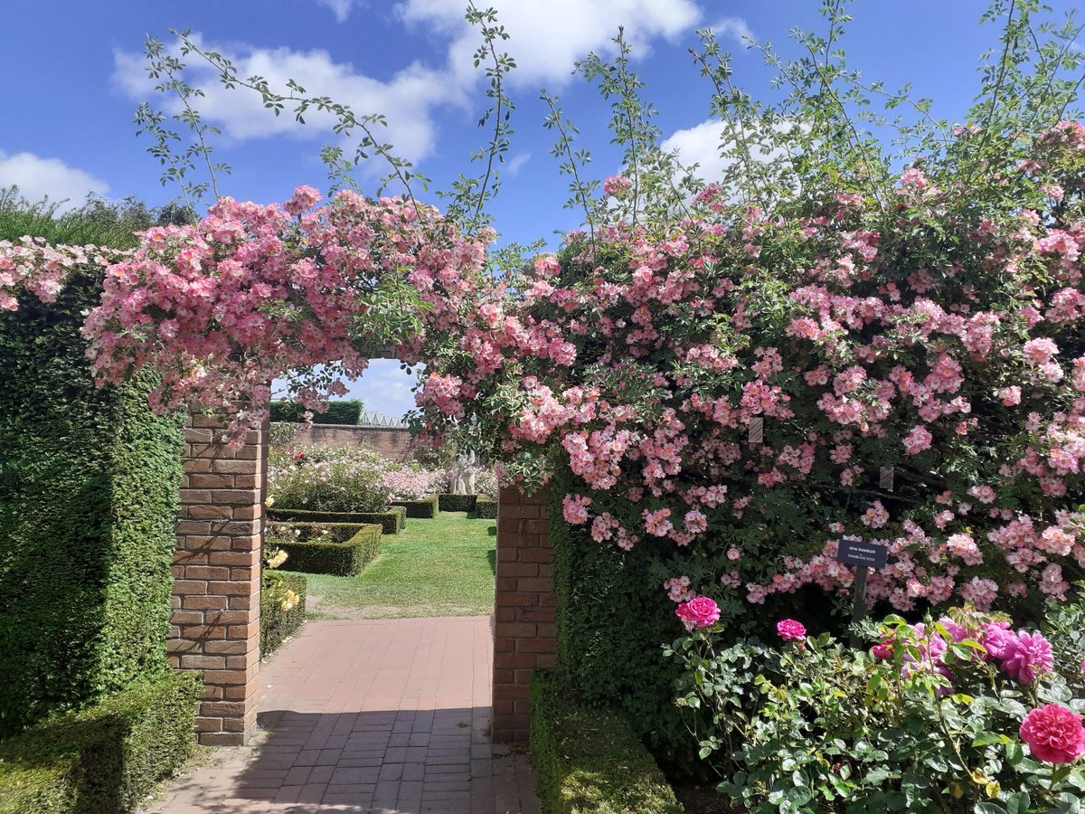 Such a glorious day at <a href="/DAustinRoses/">David Austin Roses</a> today. Do go if you get the chance. The roses are all blooming lovely right now. #GardeningX #roses #RoseWednesday