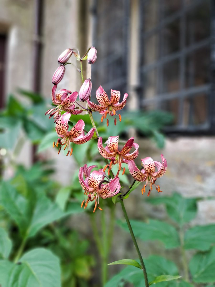 NTDyrhamPark's tweet photo. Exquisite martagon lily in Fountain Court. 💗
📷 Kate L
#GardenInspiration
#FlashesOfDelight
#JuneGarden
#LiliesOfInstagram
#SummerGarden https://t.co/8vR7lcaBNh