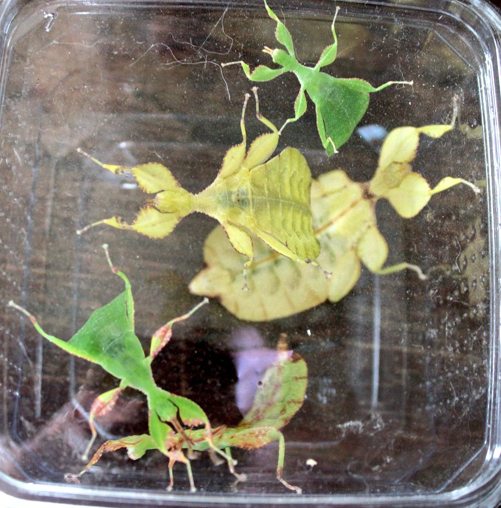 Phasmagali's tweet image. Les Phyllium letiranti nous envahissent !

#leafinsect #phasme #insecte #insect