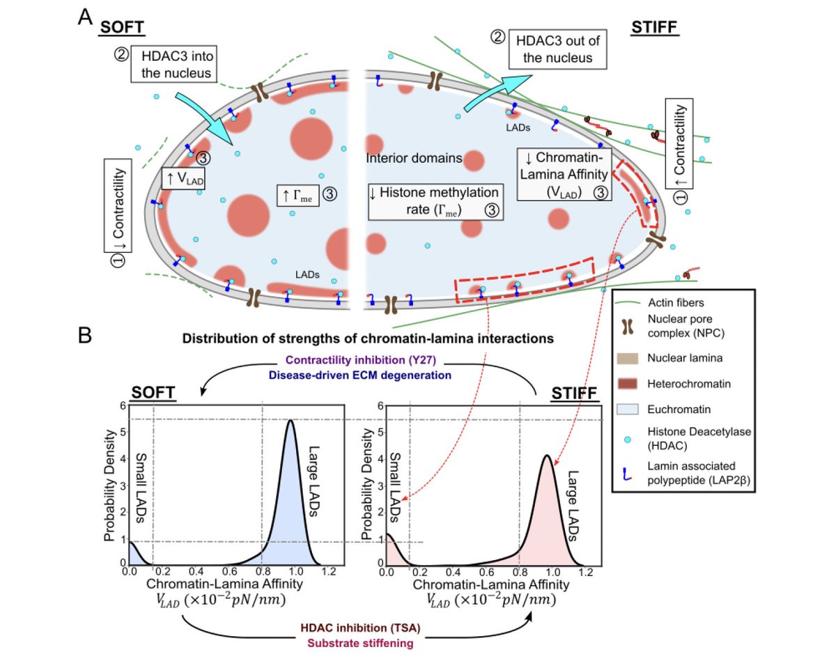Our findings reveal how chemo-mechanical environment cues such as changes in cell extracellular matrix stiffness affect not only the availability of epigenetic regulators but also the mechanosensitive binding of heterochromatin to the nuclear lamina.