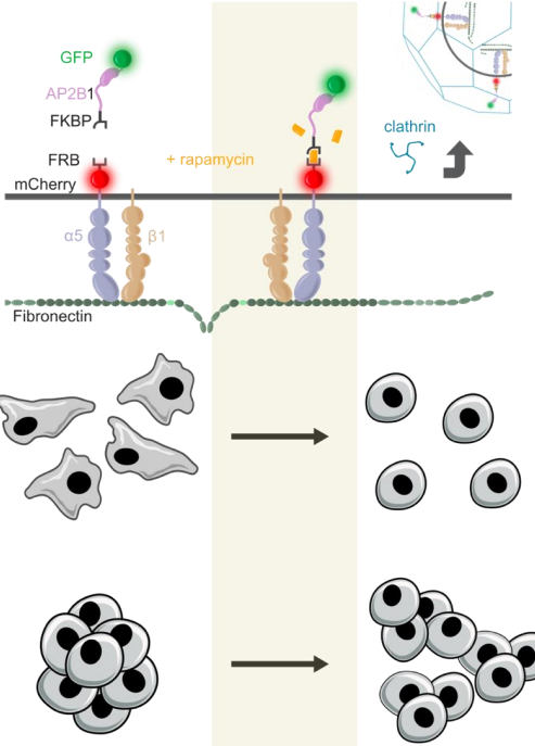 Interesting tool for inducible, specific internalization of α5β1 integrins. Rapid cellular changes in cell morphology, adhesion dynamics, ECM remodeling and cell-cell interactions.
Hotwiring integrin endocytosis acutely modulates cell interactions biorxiv.org/content/10.110…