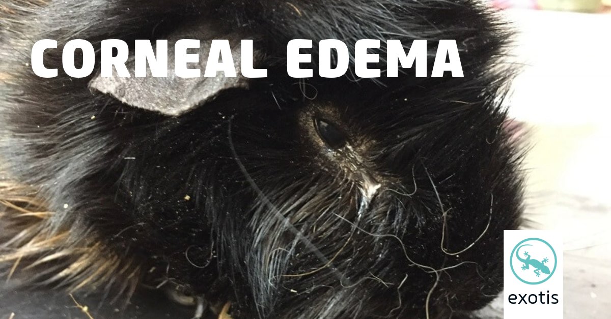 Corneal edema is the increase in corneal thickness due to accumulation of extracellular fluid in the epithelium and stroma resulting in a loss of corneal transparency. 

Check out this new article on #vetlexiconexotis for all you need to know.

bit.ly/4b8wAaJ