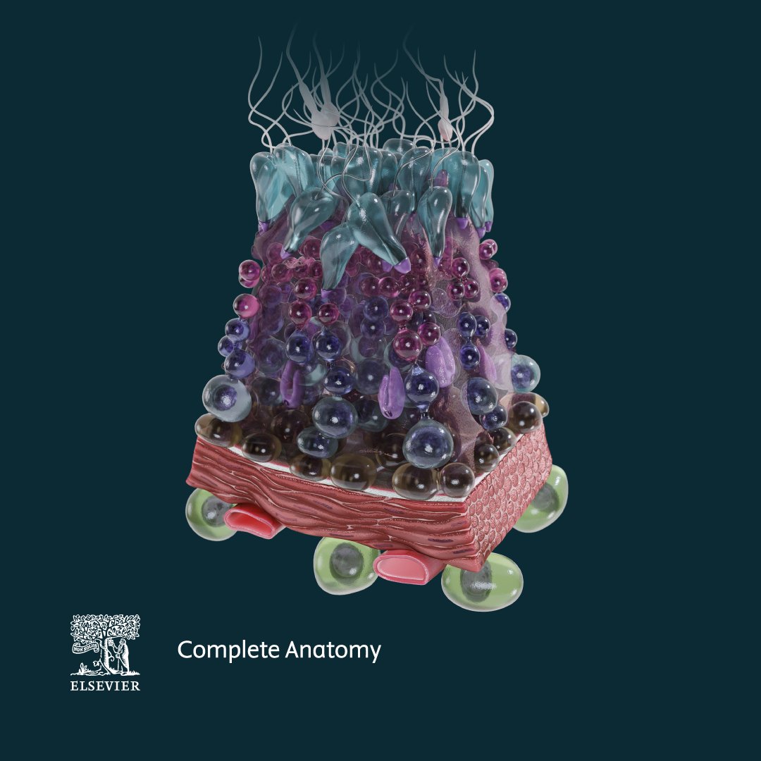 Complete Anatomy tweet media