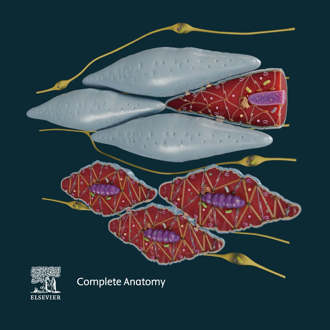 Complete Anatomy tweet media