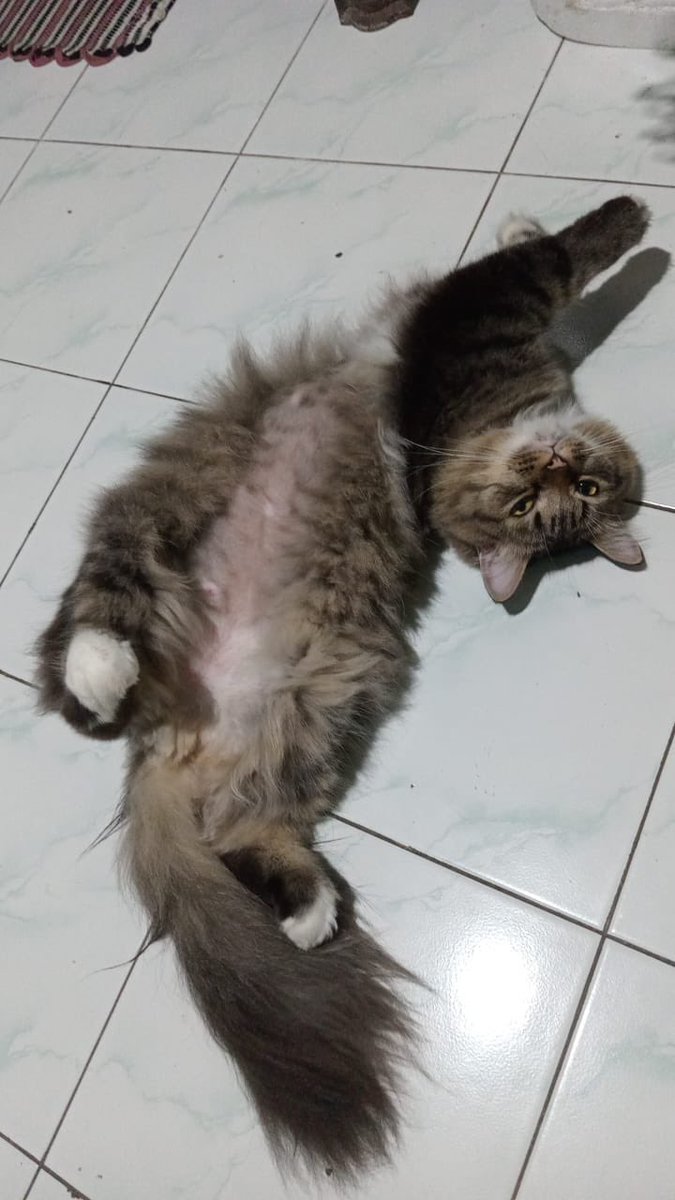 palusedimen's tweet photo. @kochengfs Ada nih kak 2 kucing yang beda tapi manjanya sama btw mereka jantan dan betina https://t.co/8mm3JqK4Ap
