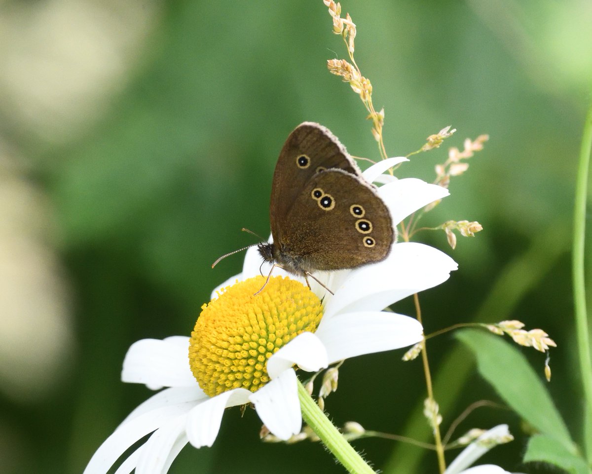 JoKingDevon's tweet photo. Yesterday I had a very brief visit from a #Ringlet butterfly in the garden, couldn't get to camera quick enough. Today it returned &amp; I assumed it drifted over on the breeze from our woodland out front so I scrambled over there &amp; found 6 more, a garden first  #Shutterton #Dawlish https://t.co/sfB5fNlBDy