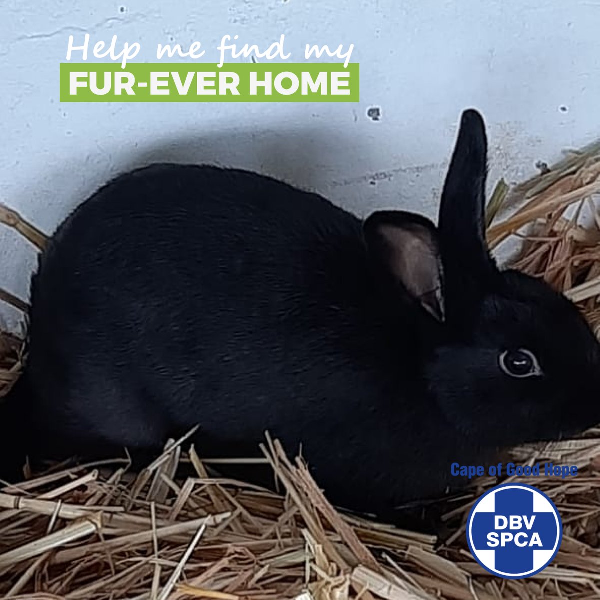 capespca's tweet photo. *ADOPTIONS* ๐ฐ RABBIT OF THE DAY ๐
Meet Shadow, a female bunny looking for her forever home.
Visit the link below, share my profile, and help me find my fur-ever home ๐
https://t.co/EIVNudrbA4
#adoption #adoptdontshop #adopt #rabbit #adoptarabbit #spca #capespca #capetown https://t.co/EYdbu7BMJQ