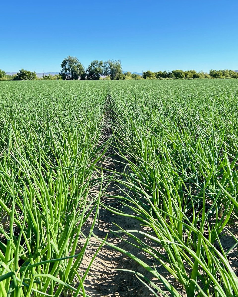 Happy National Onion Day! 🧅 We have an update from a few weeks ago on the transplanted onions in Ontario, Oregon! Here is a photo of the first transplant planted this year as they are spraying a second round of insecticide using the drone.