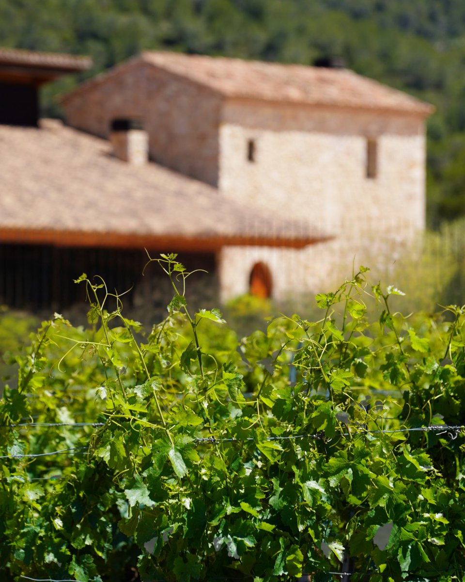 ClosMontblanc's tweet photo. 🌟🍷 Everything has a beginning. 🍇✨

🌟🍷 Tot té un inici. 🍇✨

🌟🍷 Todo tiene un inicio. 🍇✨

#Estiu #ClosMontblanc #Concadebarbera #Inici #winelover #vi https://t.co/afAYIloftd