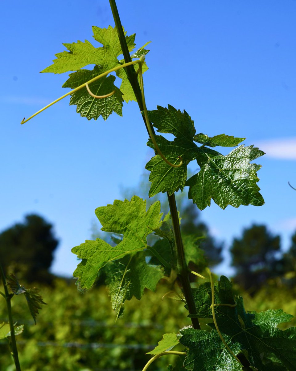 🌟🍷 Everything has a beginning. 🍇✨

🌟🍷 Tot té un inici. 🍇✨

🌟🍷 Todo tiene un inicio. 🍇✨

#Estiu #ClosMontblanc #Concadebarbera #Inici #winelover #vi