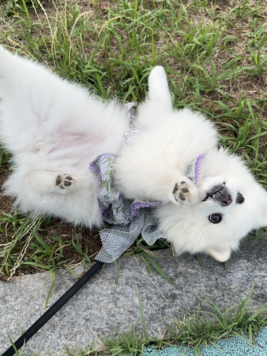 잘먹고 잘 구르는 중(?