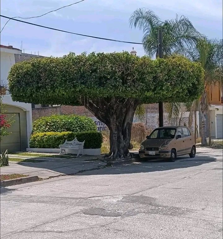 The time will come when not all the money in the world will be able to compare with having a #tree in your house.

#Saviortree
#tree