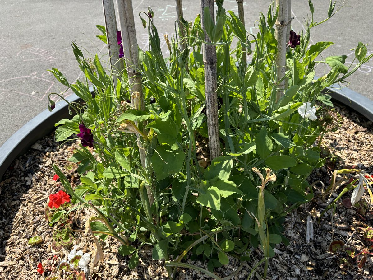KingsS4L's tweet photo. Thanks to our amazing caretakers, the sweetpeas on site are looking very promising indeed. 
They’ll be in with a shout in the staff Sweetpea-Off competition in the last week of term!
⁦@GWandShows⁩ ⁦@RHSSchools⁩ 
⁦@KingsSchoolOSM⁩ 🥇 🥈 🥉 https://t.co/vLQAwRFb1r