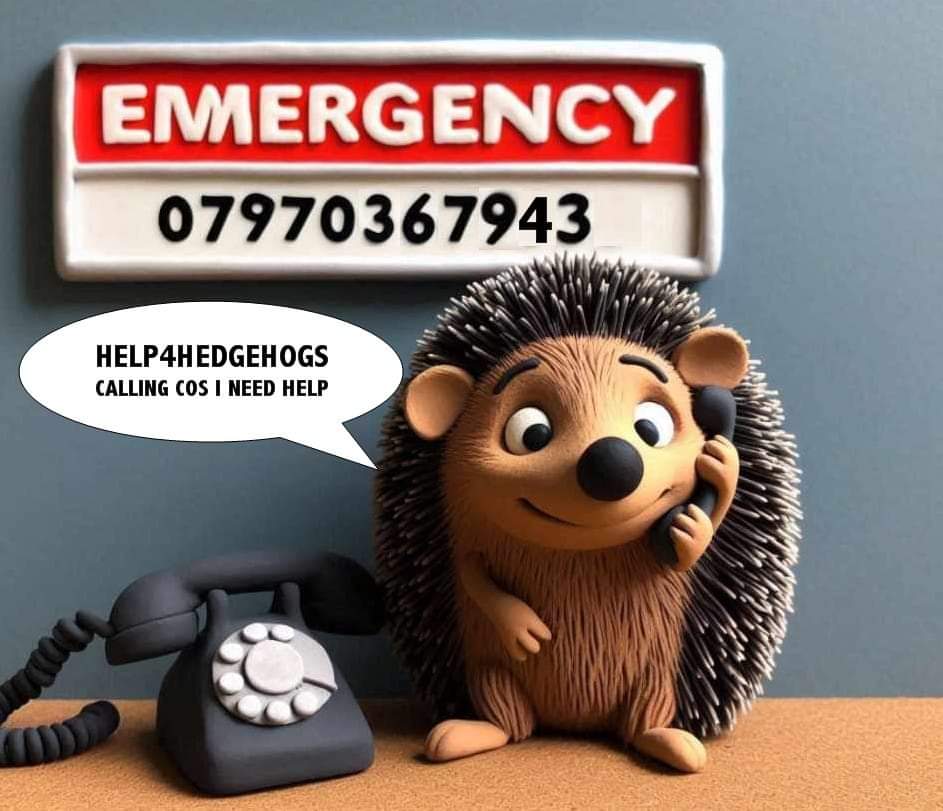 Help4hedgehogs tweet media