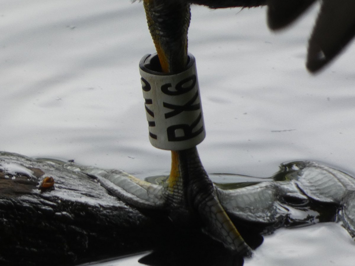 Calybites's tweet photo. The pugnacious Coot RX6 at Shibden Park pond in cloudy Halifax.
He has helped to raise one brood of young and his partner is now sitting on a freshly made new nest.
#CootStudy https://t.co/U3CI5Oj0mR https://t.co/GLSNR35tg2