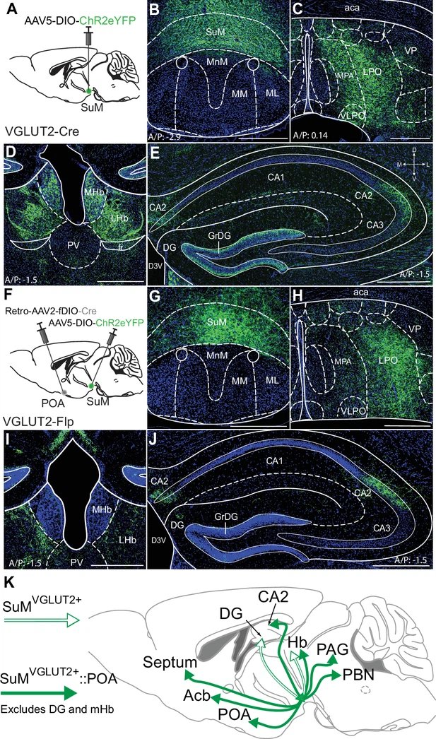Aaron Norris (@aaron_j_norris) on Twitter photo 1/4 🧠 Our latest study - published in <a href="/eLife/">eLife - the journal</a>, exploring the pivotal role of the supramammillary nucleus (SuM) in stress resilience! doi.org/10.7554/eLife.…
We discovered that glutamatergic neurons SuM play a crucial role in responding to stress and promoting active coping 1/4 🧠 Our latest study - published in <a href="/eLife/">eLife - the journal</a>, exploring the pivotal role of the supramammillary nucleus (SuM) in stress resilience! doi.org/10.7554/eLife.…
We discovered that glutamatergic neurons SuM play a crucial role in responding to stress and promoting active coping