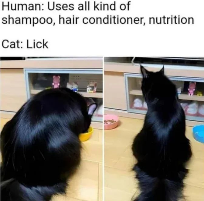 WholesomeMeme's tweet image. 