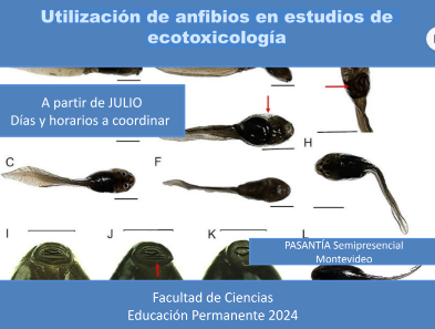 eduperfcien's tweet photo. Estimad@s,  Están abiertas las inscripciones para la pasantía  EP "Utilización de anfibios en estudios de ecotoxicología".  INSCRIPCIONES: https://t.co/0op32MVTkX………… …hasta el 5 de julio. Matrícula: sin costo.  Adjuntamos más info. https://t.co/HuYjGy0TZ0