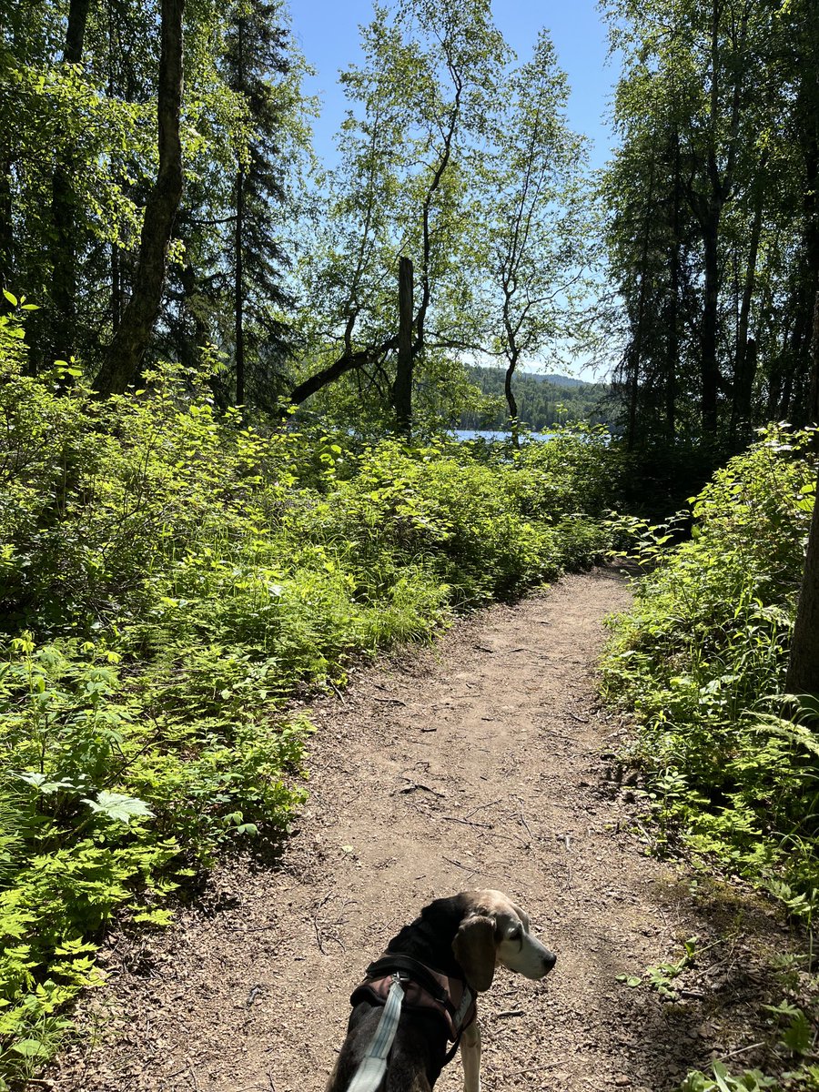 AlaskaOutpost's tweet image. Oh, Alaska …