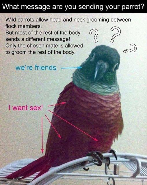 SleepyKyju's tweet photo. “Oh but my bird likes when I scratch under his wings!” Yeah dude I bet he does 😂 stop!!! https://t.co/9Vcvbb51g1
