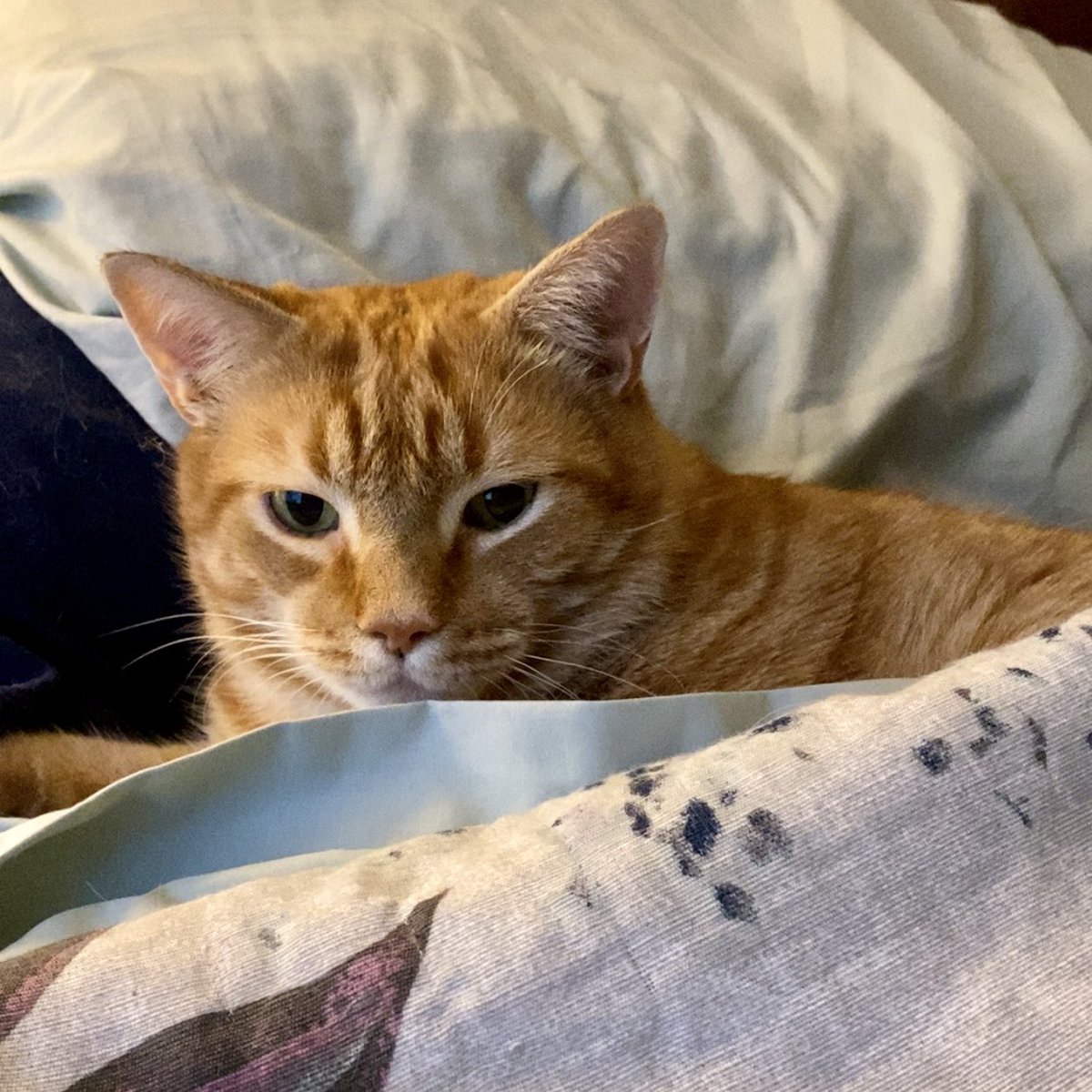 jacquebland's tweet photo. Lare, I get it. I feel like this when you wake me up at 4 for your breakfast. ๐๐งก #AmazingLarry https://t.co/3aHhmeYexn