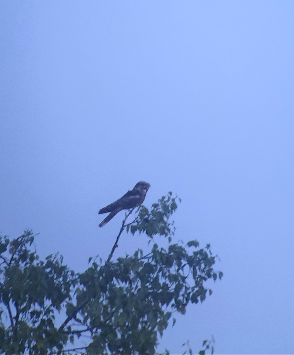Nightjars and Woodcock putting on a display in F.O.D last night