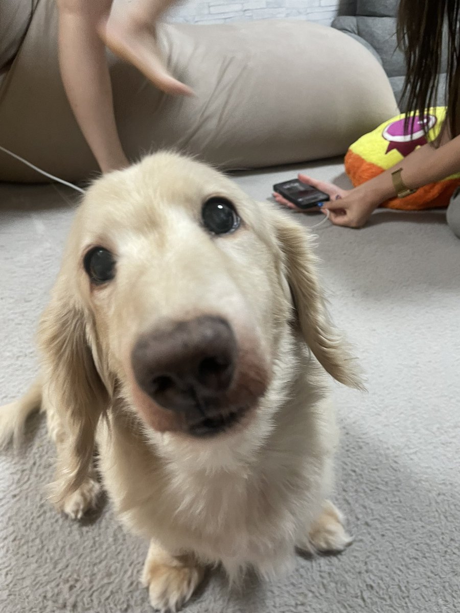 t_ernofficial's tweet photo. だいすきころぶたさん召喚🐷🐶♥️ https://t.co/Pk0Y1qCUnB