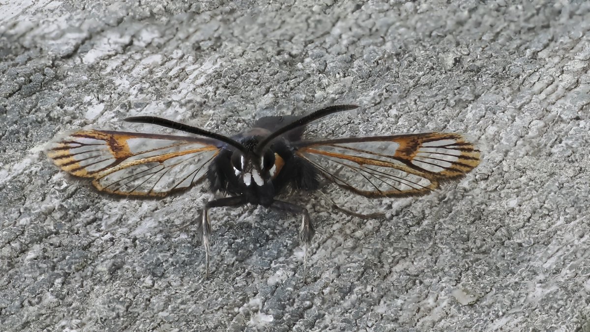 ThorpeMarshman's tweet photo. @AlisonAllen769 put the pheromone lures out before heading off to show her sheep at the Royal Norfolk show and ended up with two Red-belted Clearwings.  Apparently not new for the garden "list" but the first ones I can recall seeing. https://t.co/2xfTGD1Vae