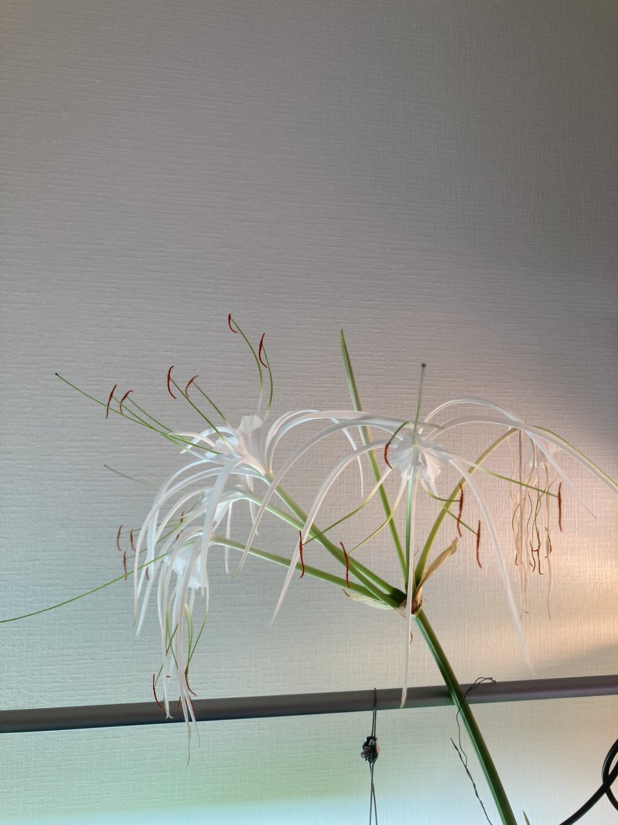 aqua_scapeshift's tweet photo. Hymenocallis liriosmeが室内でも咲いてくれました🌸 https://t.co/doUZvvsJya