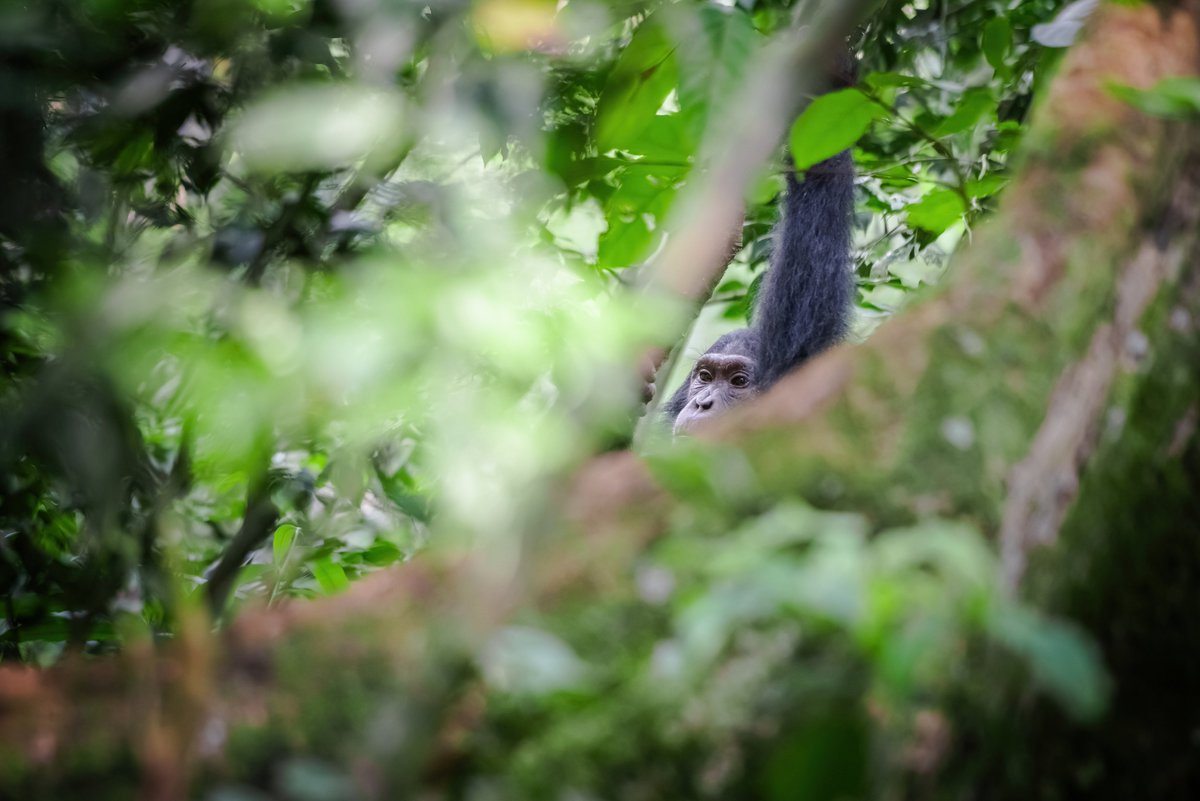 bownaankamal's tweet photo. Can you spot the little black Gem | Kyambura Gorge | Uganda
#chimpanzee #chimp #primates #kyamburagorge #ugandawildlife #primate #bownaankamal #uganda #saveprimates #natureinspired #rarespecies #jawsafrica #jawswildlife #nikon #primatesofafrica https://t.co/WFNxElsOQ4