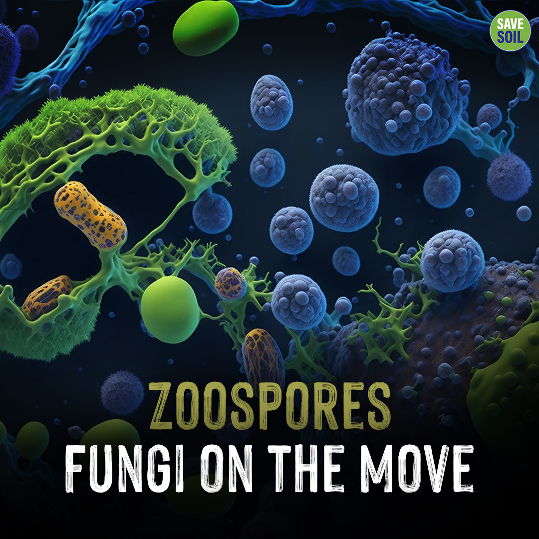 cpsavesoil's tweet photo. If you thought that fungi can’t move, you thought wrong!

Zoospores are a unique type of soil fungi, as they are the only fungi with spores that can move. They have a long tail like a tadpole which they use to 'swim' through the soil. These little guys are small (<0.1 mm) and they hunt and eat nematodes - small, parasitic worms - so they are good at reducing soil pathogens and keeping crops productive.

#fungi #savesoil