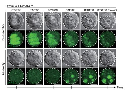 @luschnig.bsky.social tweet media